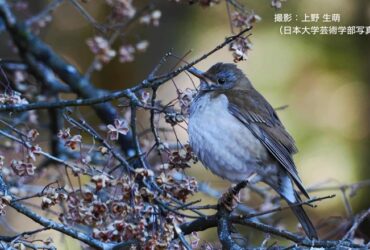 野鳥観察6