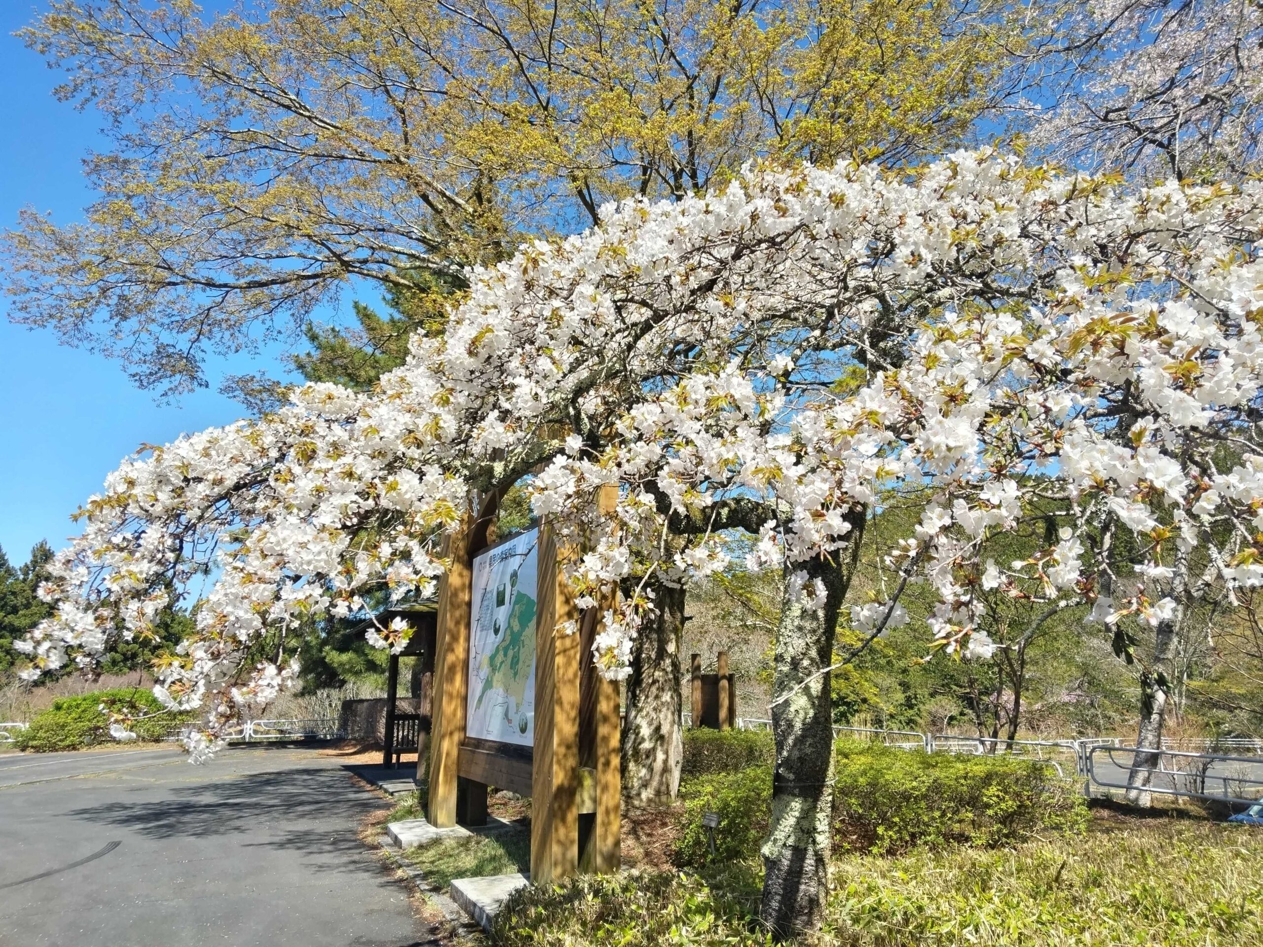 【開花情報】駐車場のヤエベニシダレが見頃を迎えています🌸