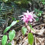 【開花情報＆園内整備レポート】錨形のイカリソウ、春の光を集めるスイセン／ベンチの磨き上げ・再塗装も進めています