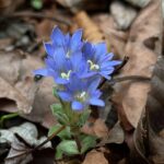 【開花情報＆園内だより】青い星のようなフデリンドウが咲きました／ミソサザイの営巣確認、コガラの小さな来訪者も