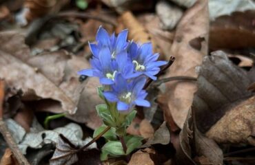 【開花情報＆園内だより】青い星のようなフデリンドウが咲きました／ミソサザイの営巣確認、コガラの小さな来訪者も