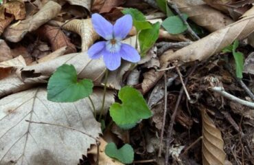 【開花情報＆園内だより】4種のスミレが咲きそろいました／GW初日のうれしい出会いと、トイレ徹底清掃の続報