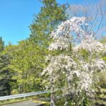 【開花情報】しだれ桜・カイドウ・ヒトリシズカが咲いています🌸