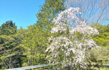 【開花情報】しだれ桜・カイドウ・ヒトリシズカが咲いています🌸