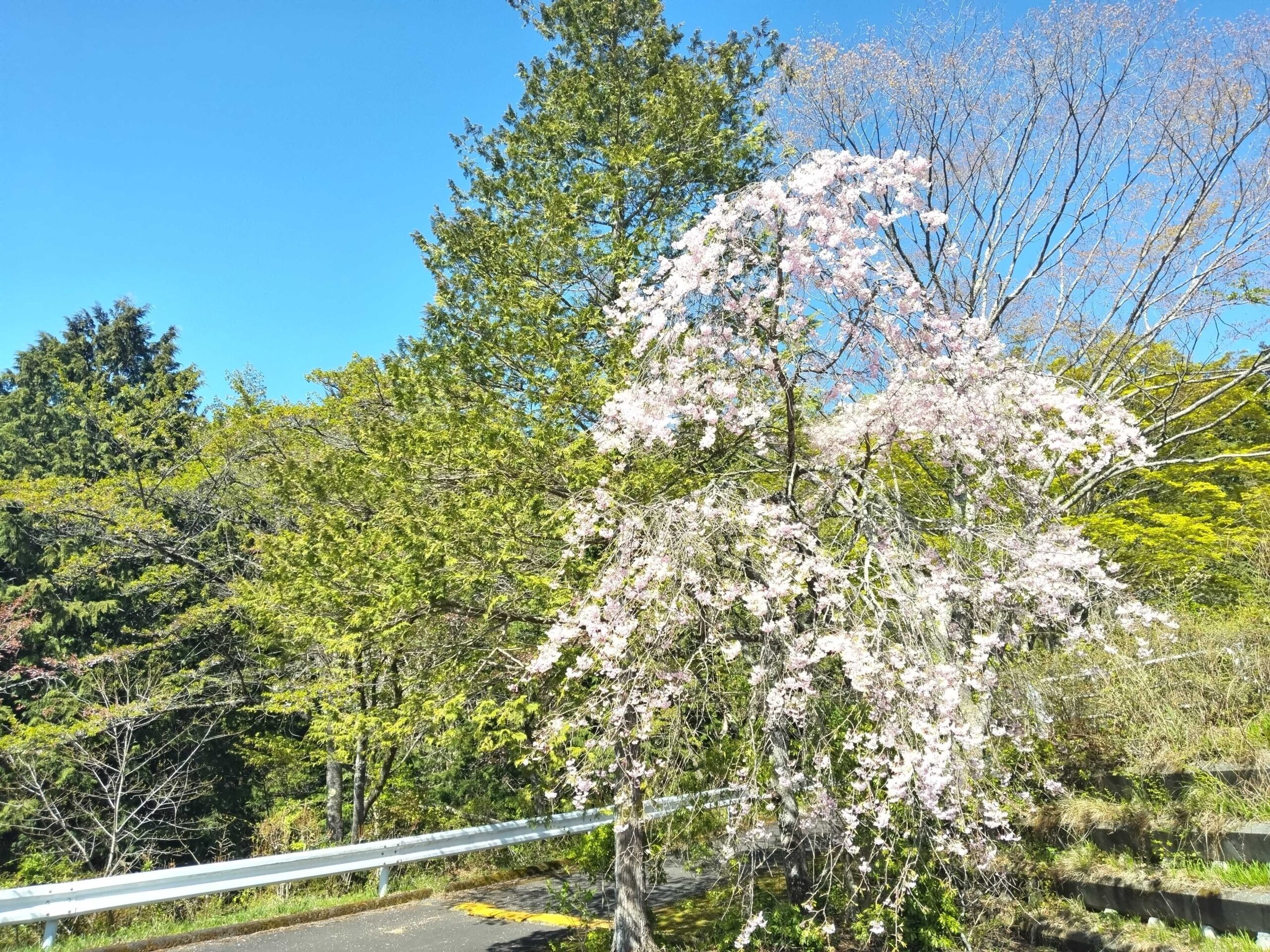 【開花情報】しだれ桜・カイドウ・ヒトリシズカが咲いています🌸