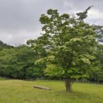 【園内の今＆開花情報】お久しぶりです！きれいになった園内と、咲き始めた花たちのご報告