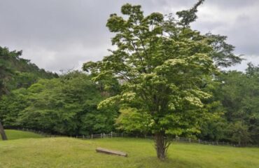 【園内の今＆開花情報】お久しぶりです！きれいになった園内と、咲き始めた花たちのご報告