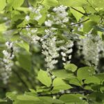 【開花情報】谷筋に揺れる白い房と、ほのかに香る青い小花。オオバアサガラとコアジサイが咲きました