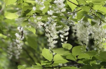 【開花情報】谷筋に揺れる白い房と、ほのかに香る青い小花。オオバアサガラとコアジサイが咲きました