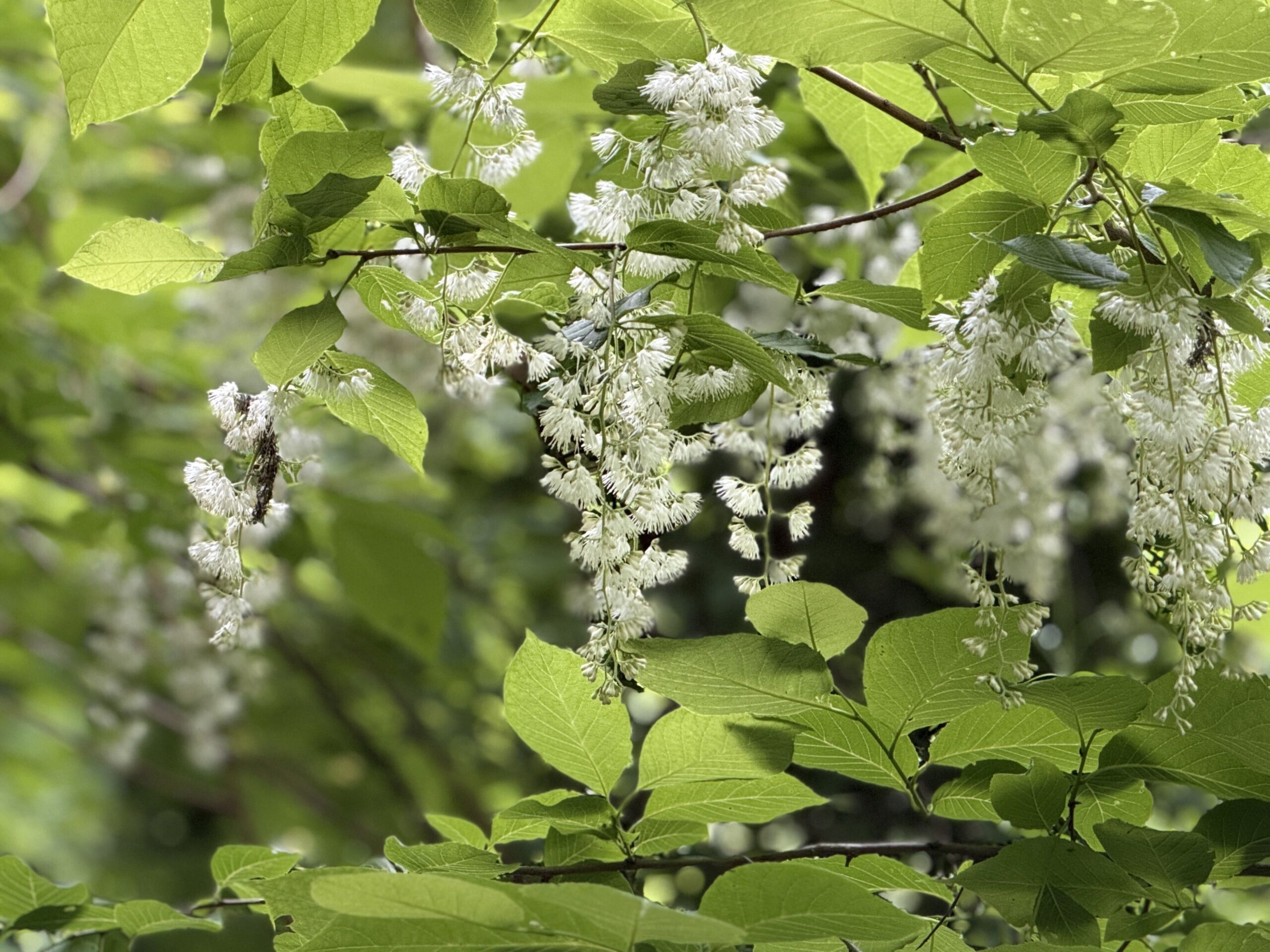 【開花情報】谷筋に揺れる白い房と、ほのかに香る青い小花。オオバアサガラとコアジサイが咲きました